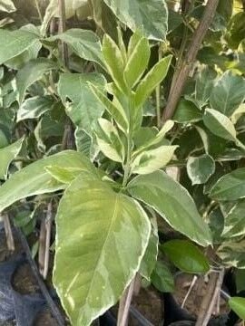 Alacalı Pembe Limon (Citrus Limon Variegata)