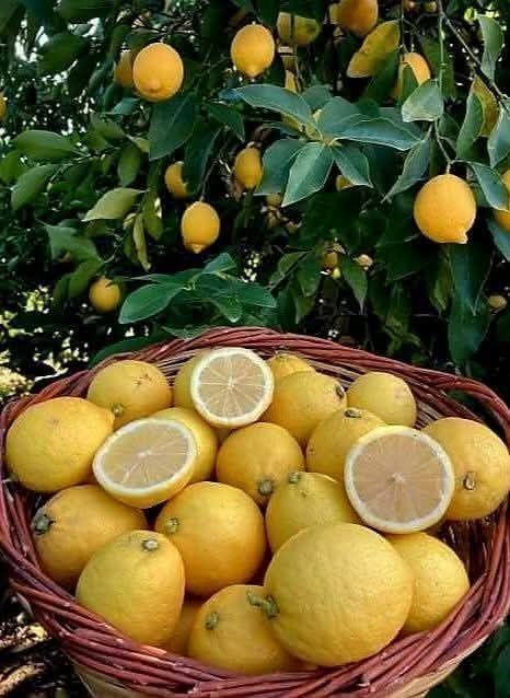 Yerli Limon fidanı