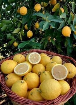 Yerli Limon fidanı