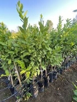 Yerli Limon fidanı