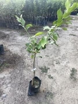 Yerli Limon fidanı