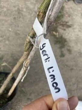 YERLİ LİMON FİDANI