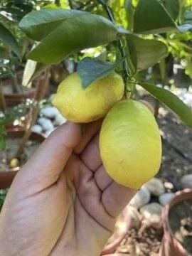 Limequat Fidanı (Kumkuat Limon)