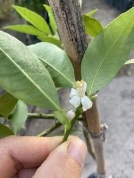 Limequat Fidanı (Kumkuat Limon)
