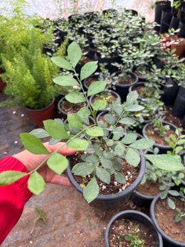 Turunç Yasemini (Murraya paniculata)