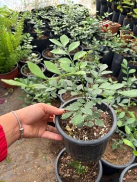 Turunç Yasemini (Murraya paniculata)