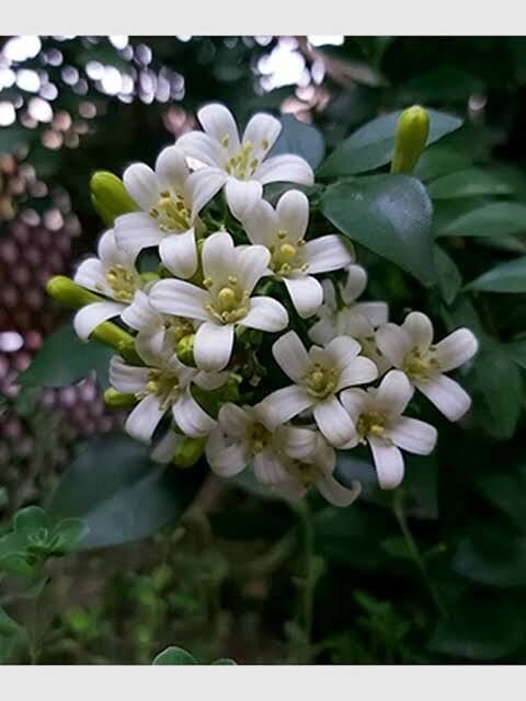 Turunç Yasemini (Murraya paniculata)