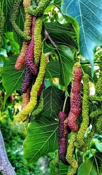 Pakistan Mulberry Şah Dut Fidanı – Uzun Meyveli, Tatlı ve Dayanıklı Dut Çeşidi