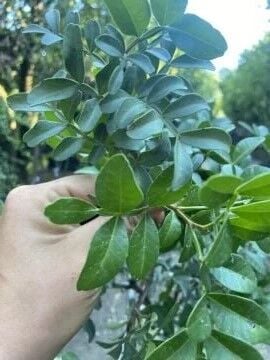 Sakız Ağacı Fidanı (Pistacia lentiscus var. chia)