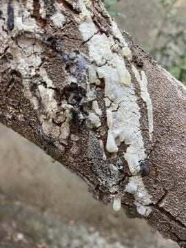 Sakız Ağacı Fidanı (Pistacia lentiscus var. chia)