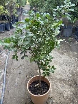 Sakız Ağacı Fidanı (Pistacia lentiscus var. chia) – Orijinal Sakız Adası Genetikli