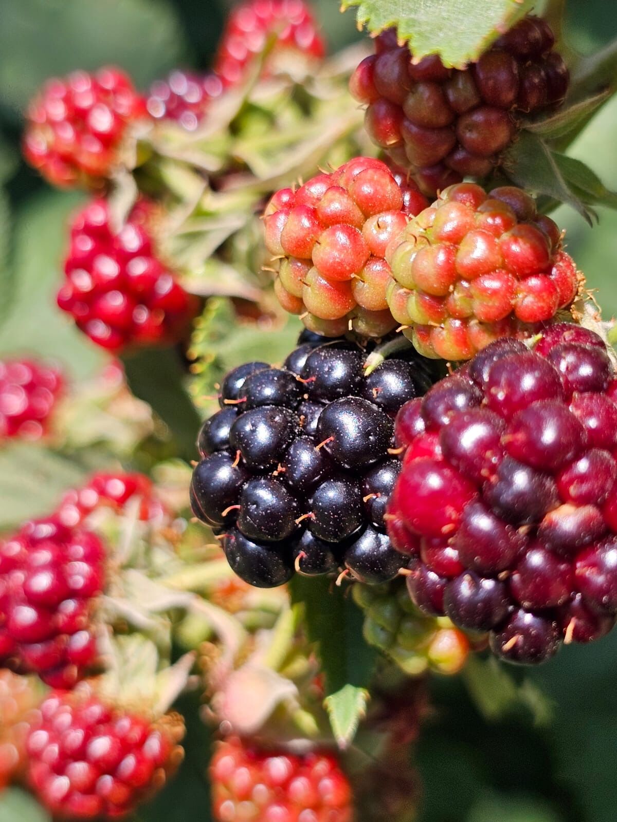 Dikensiz Böğürtlen Fidanı