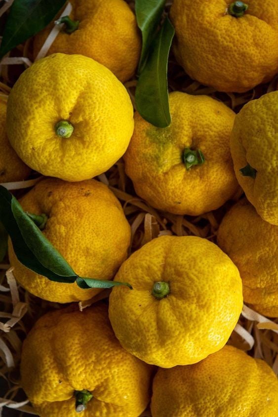 K1-7 Yuzu Limon Fidanı (120-150)