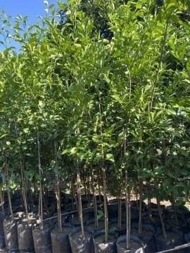 K1-7 Yuzu Limon Fidanı (120-150)