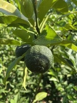 K1-7 Yuzu Limon Fidanı (120-150)