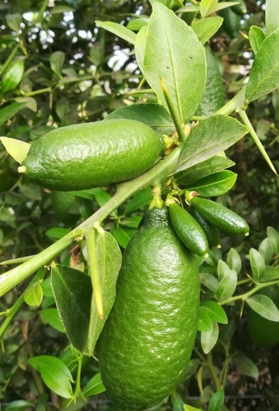 Yeşil Havyar Limon - Finger Lime (100-120cm)