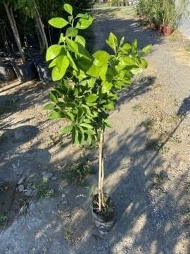 Kan Portakalı Red Smith Fidanı (100-150cm)