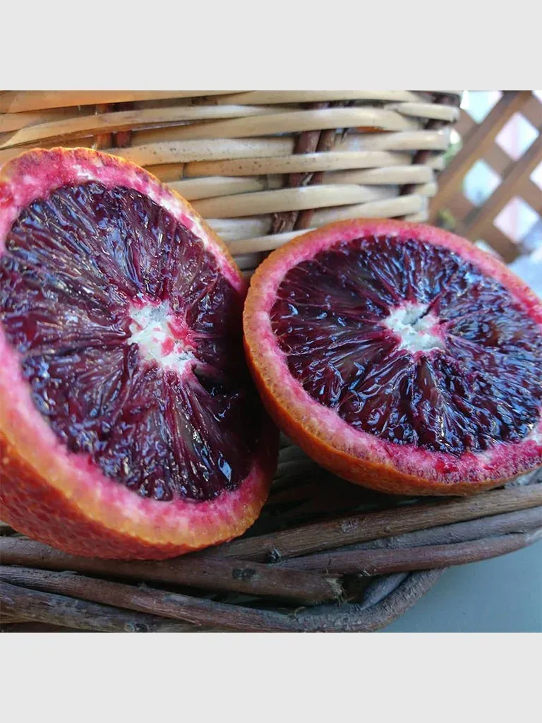 Kan Portakalı Red Smith Fidanı (100-150cm)