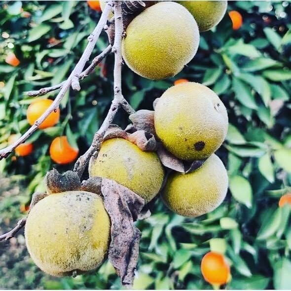 Kış Hurması Fidanı – Lezzetli ve Tatlı Diospyros Yeşil Kaki (120-160cm)