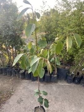 Kış Hurması Fidanı – Lezzetli ve Tatlı Diospyros Yeşil Kaki (120-160cm)