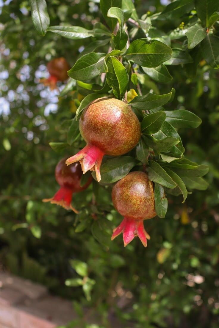 Süs Narı Fidanı (Punica granatum ‘Nana’)
