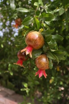Süs Narı Fidanı (Punica granatum ‘Nana’)