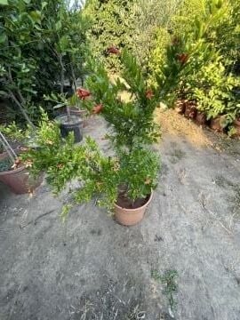 Süs Narı Fidanı (Punica granatum ‘Nana’)