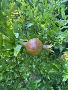 Süs Narı Fidanı (Punica granatum ‘Nana’)
