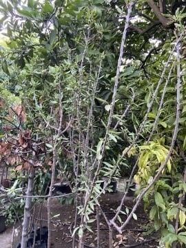 Ferragnes Badem Fidanı (100-120cm)