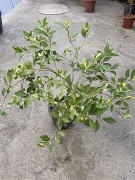 Alacalı Calamondin Fidanı - Dekoratif ve Kokulu Narenciye