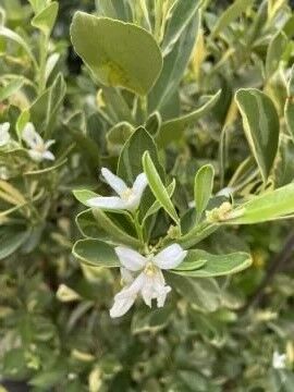 Alacalı Calamondin Fidanı - Dekoratif ve Kokulu Narenciye