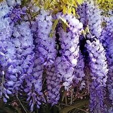 Mor Salkım Fidanı (Wisteria sinensis)