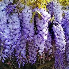 Mor Salkım Fidanı (Wisteria sinensis)
