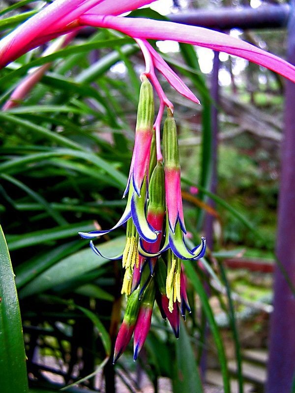 Efe Püskülü (Liatris spicata)