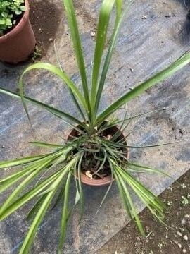 Efe Püskülü (Liatris spicata)