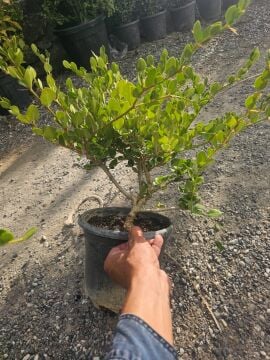Natal Eriği Fidanı (Carissa macrocarpa) | Tropikal  Meyve ve Süs Bitkisi (7 yaş)