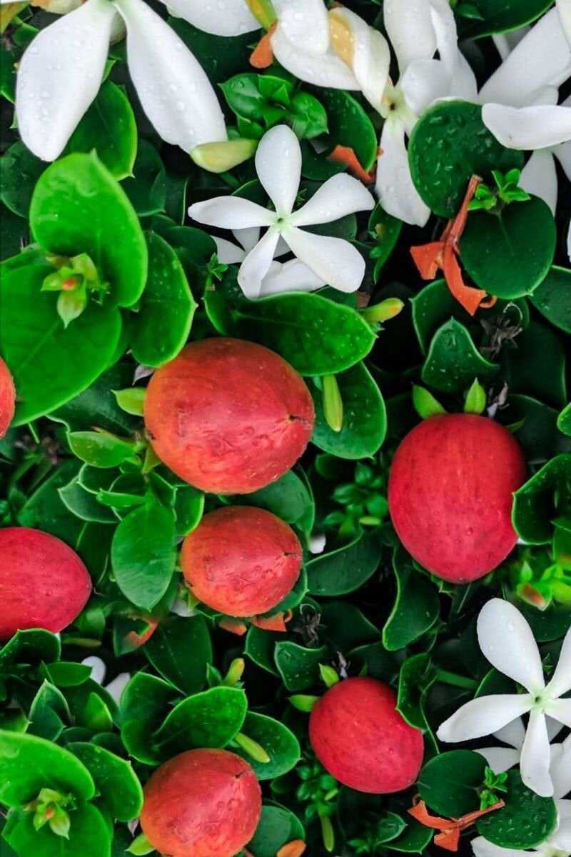 Natal Eriği Fidanı (Carissa macrocarpa) | Tropikal Meyve ve Süs Bitkisi