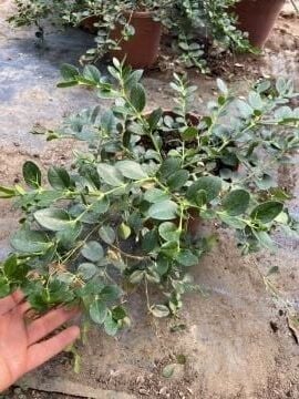 Natal Eriği Fidanı (Carissa macrocarpa) | Tropikal  Meyve ve Süs Bitkisi (7 yaş)