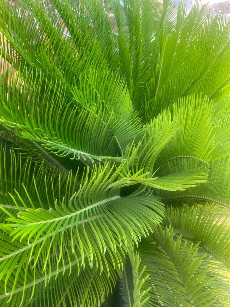 Sikas Palmiyesi (Cycas revoluta)