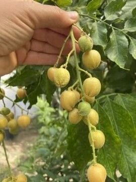 Wampee Fidanı (Clausena lansium) (100-140)