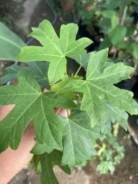 Sığla Ağacı Fidanı (Liquidambar orientalis) – Anadolu’nun Kokulu Hazinesi