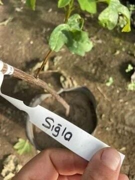 Sığla Ağacı Fidanı (Liquidambar orientalis) – Anadolu’nun Kokulu Hazinesi