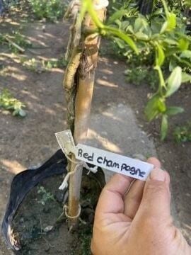 Red Champagn (Havyar Limon) (Finger Lime) Fidanı