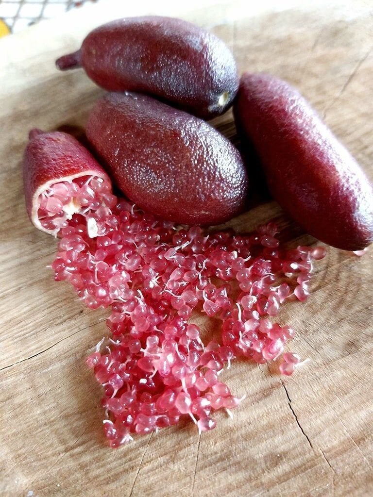 Red Champagn (Havyar Limon) (Finger Lime) Fidanı