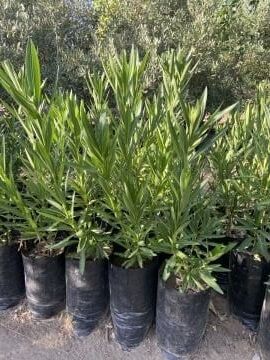 Beyaz Zakkum Fidanı (30-60cm)