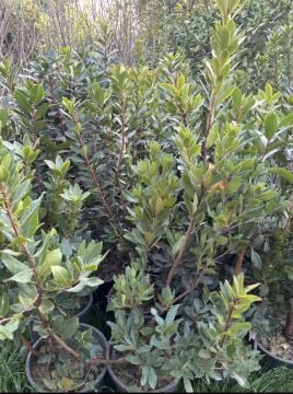 Arbutus Dağ Çileği (Kocayemiş) Fidanı 100-150 cm
