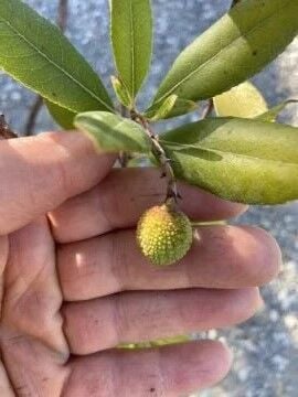 Arbutus Dağ Çileği (Kocayemiş) Fidanı 100-150 cm