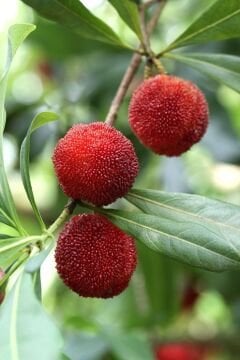 Arbutus Dağ Çileği (Kocayemiş) Fidanı 100-150 cm