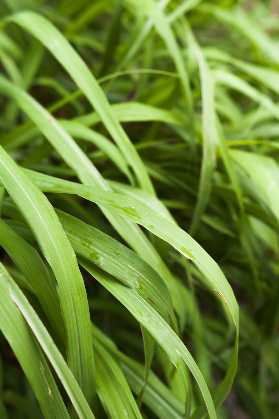 Limon Otu – Cymbopogon citratus (30-40cm)