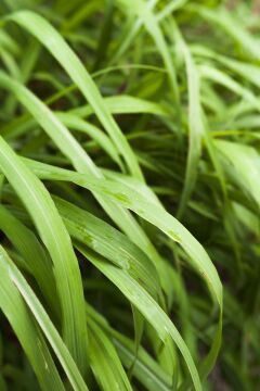 Limon Otu – Cymbopogon citratus (30-40cm)